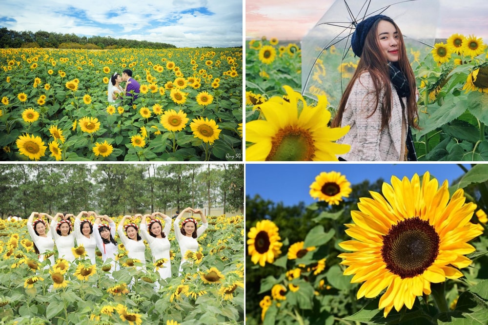Vườn hoa hướng dương Cầu Đất Farm như những mặt trời nhỏ tỏa nắng